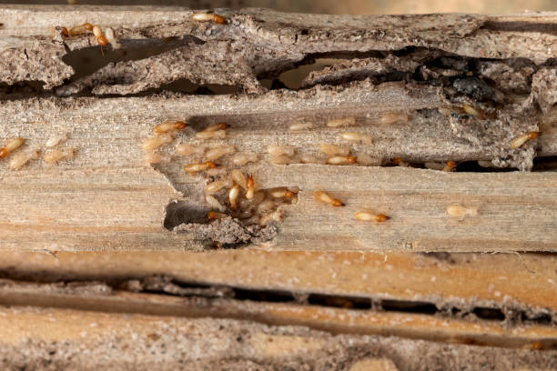 Best Pest Control Near Me  in South Roxana, IL
